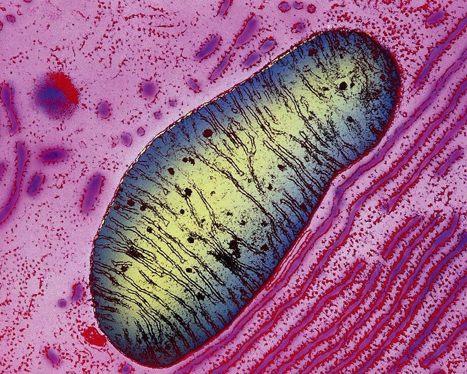 vamsi mootha studies mitochondria and oxygen harvard magazine